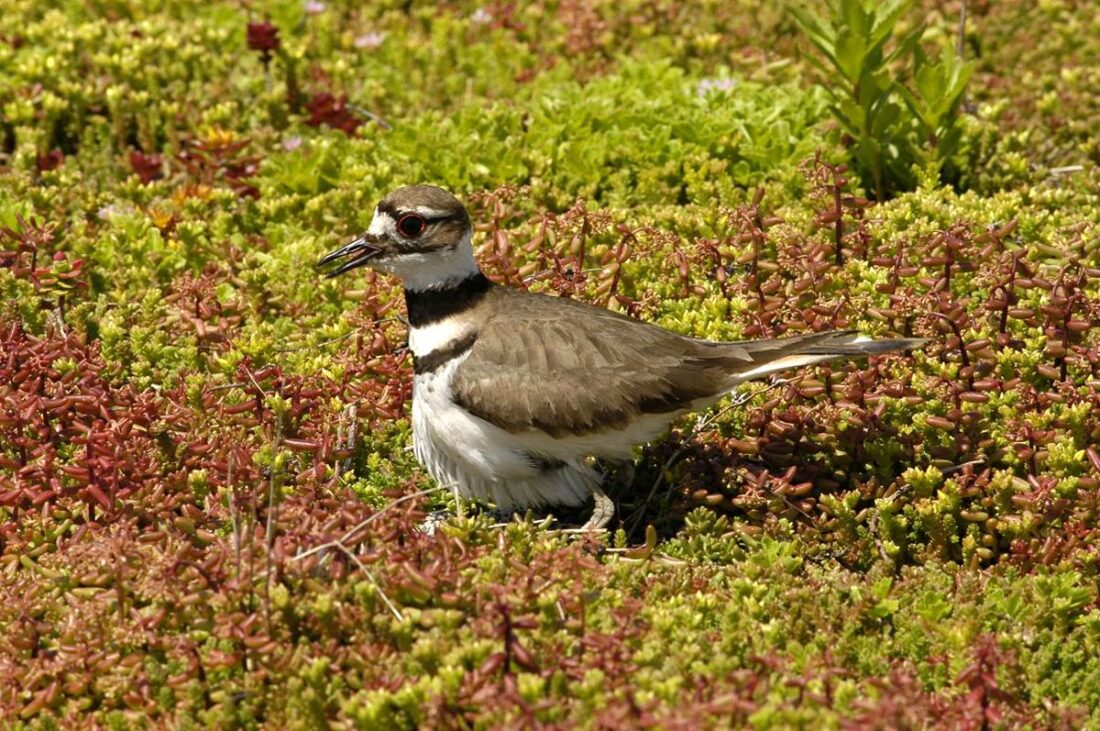 Green roofs | News, Sports, Jobs - The Mining Journal - Vimarsana News